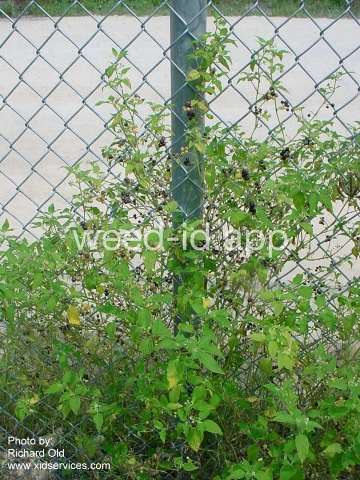 nightshade, American black